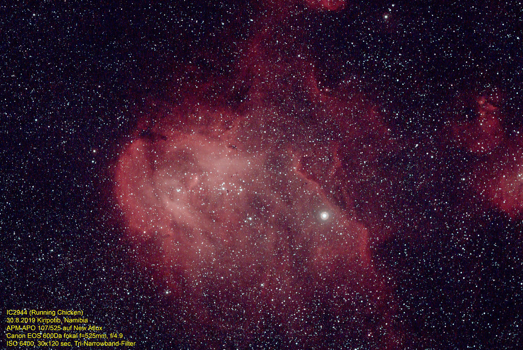  مرغ در حال اجرا 